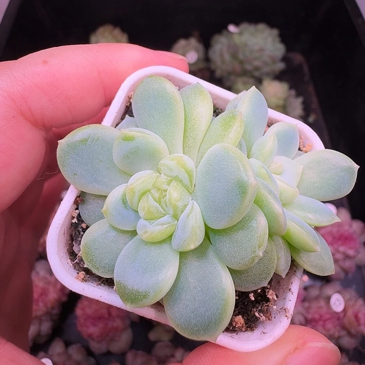 奶油财富双头福利