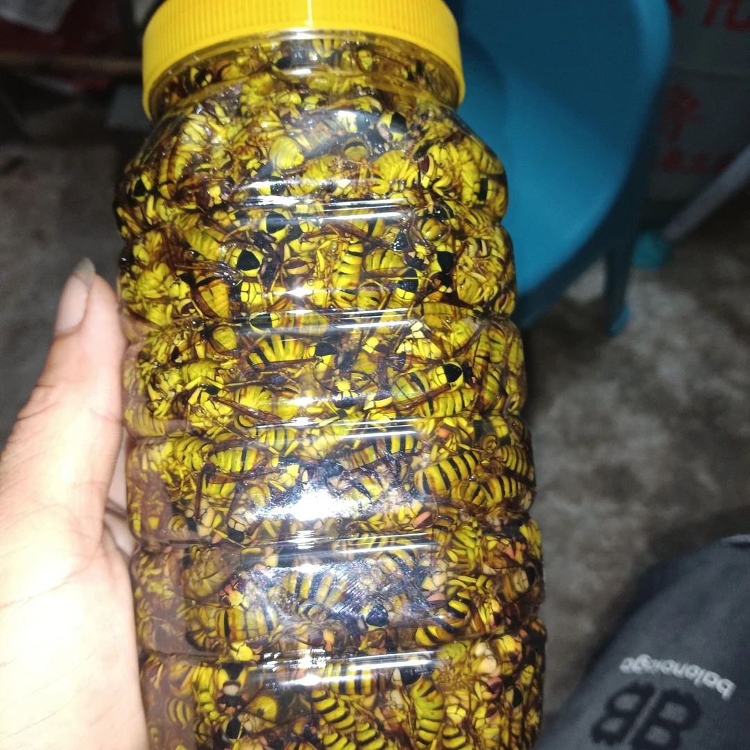 现泡现装黑盾美人蜂一瓶大概九百只左右