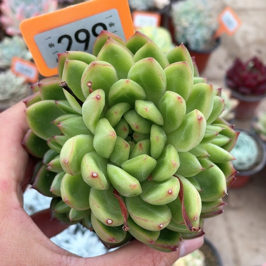 【闪购商品】迷****?299号