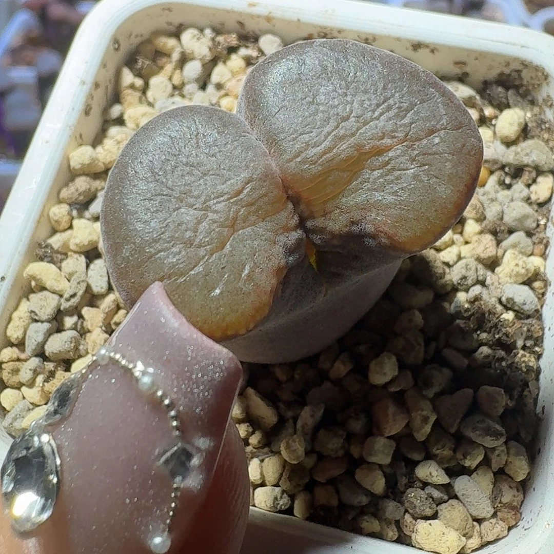 73号单头风铃一物一拍