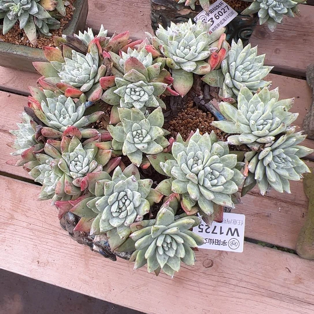 1725法瑞白雪仙女杯