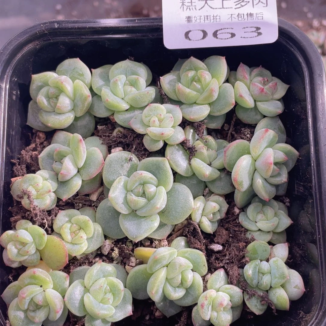 糕大上多肉植物63