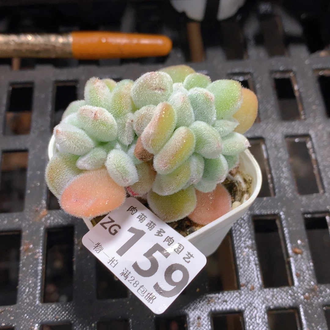 肉萌萌拇指盆精控多肉ZG159