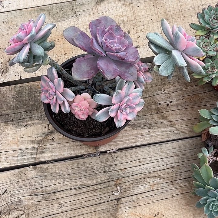 天***梦紫乐锦群，一物一拍