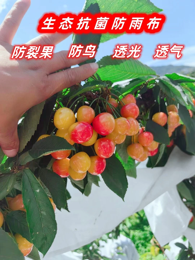 试用50张100张大樱桃车厘子防雨布透光透气防雨使用方便结实耐用