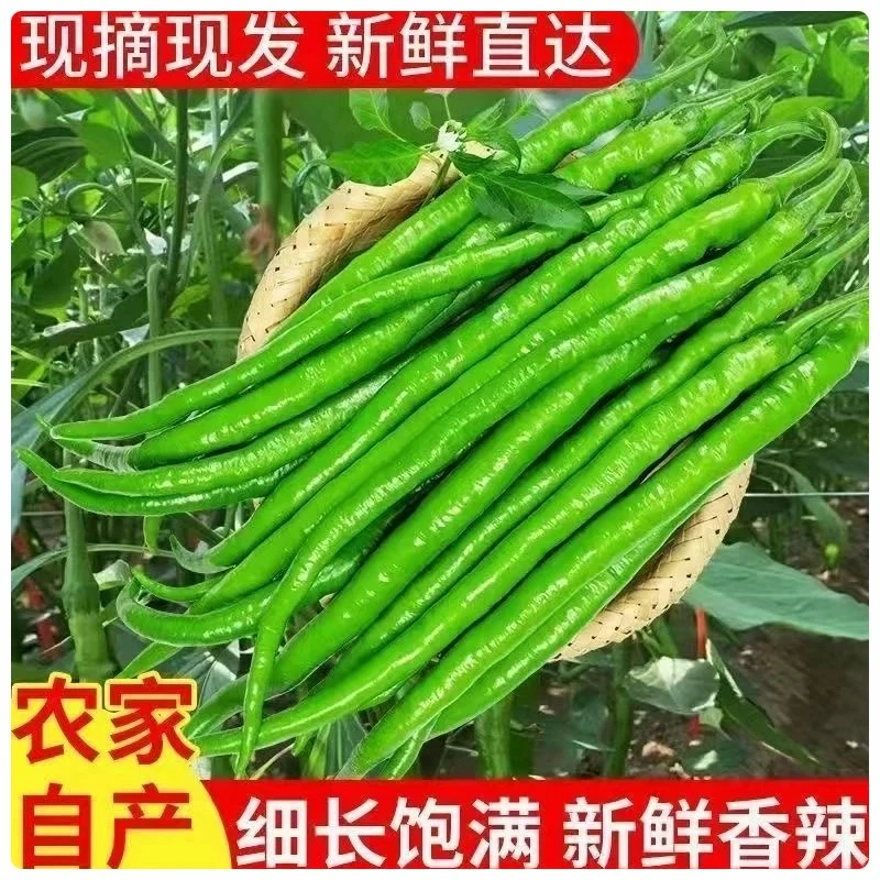 云南新鲜辣椒现摘青椒线椒螺丝椒 本地辣椒 1-5斤装 椒香浓郁
