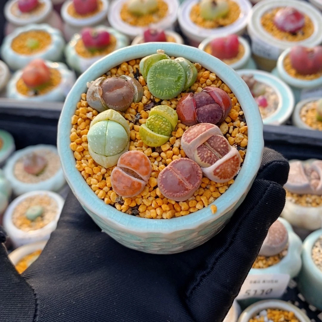 5148--一物一拍 带盆