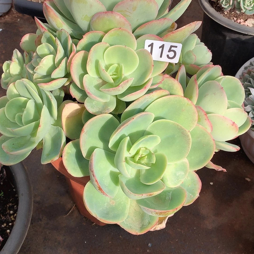 115骑兵 一物一拍多肉