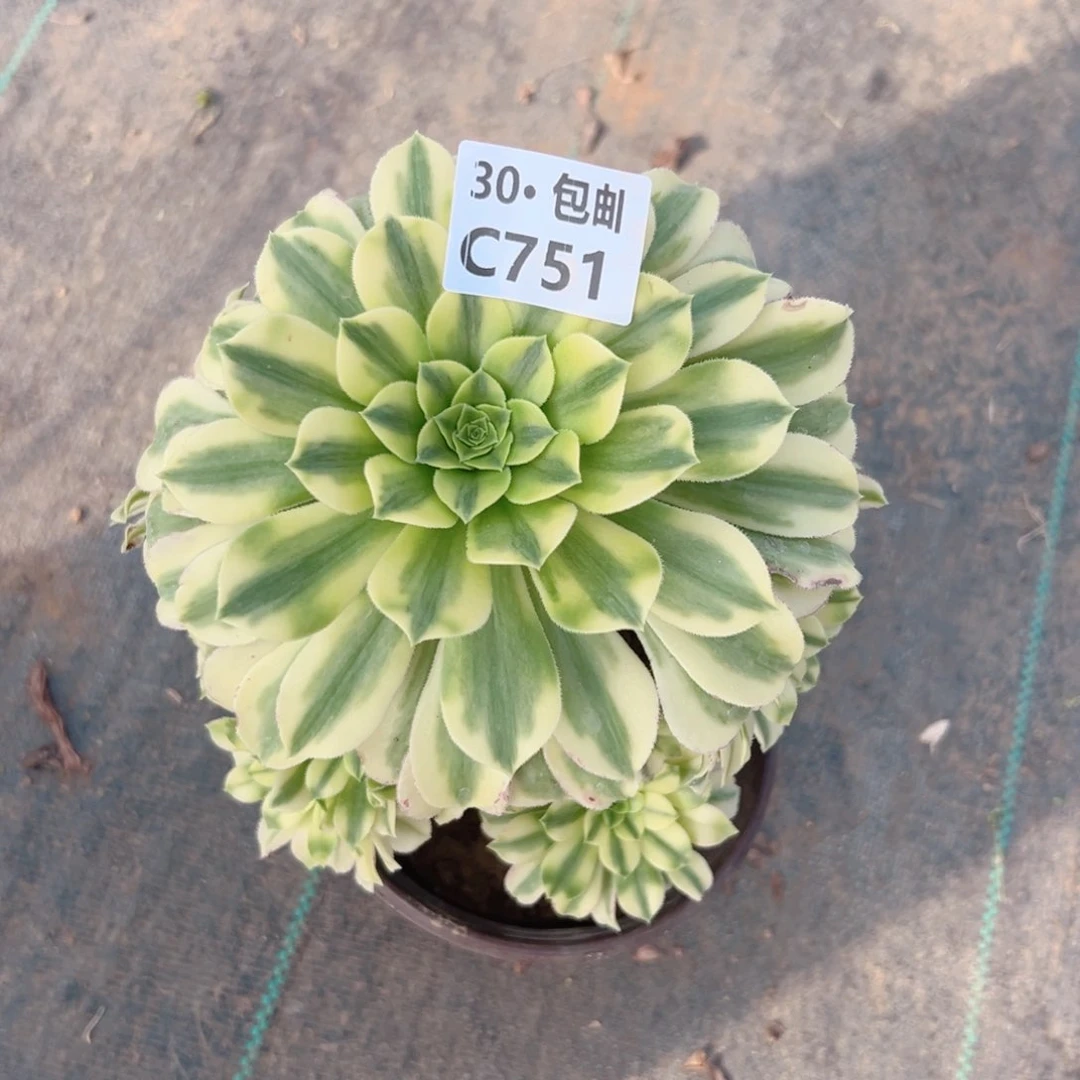 75金丝翡翠多肉法师