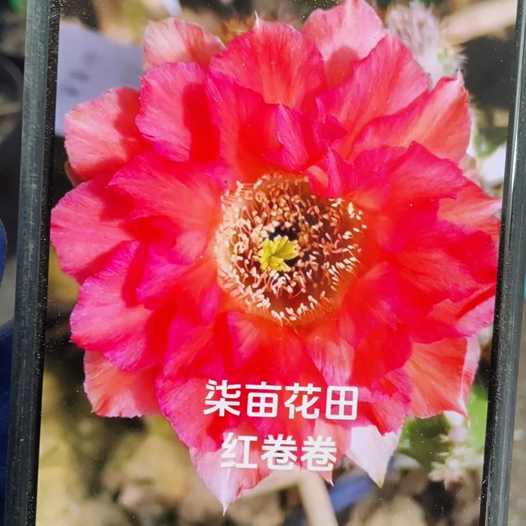 红卷卷自根球6公分左右
