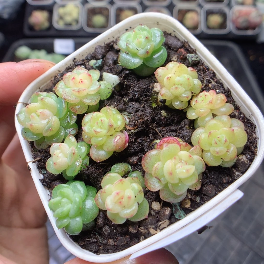 无花朵F35。灯泡yyyyy