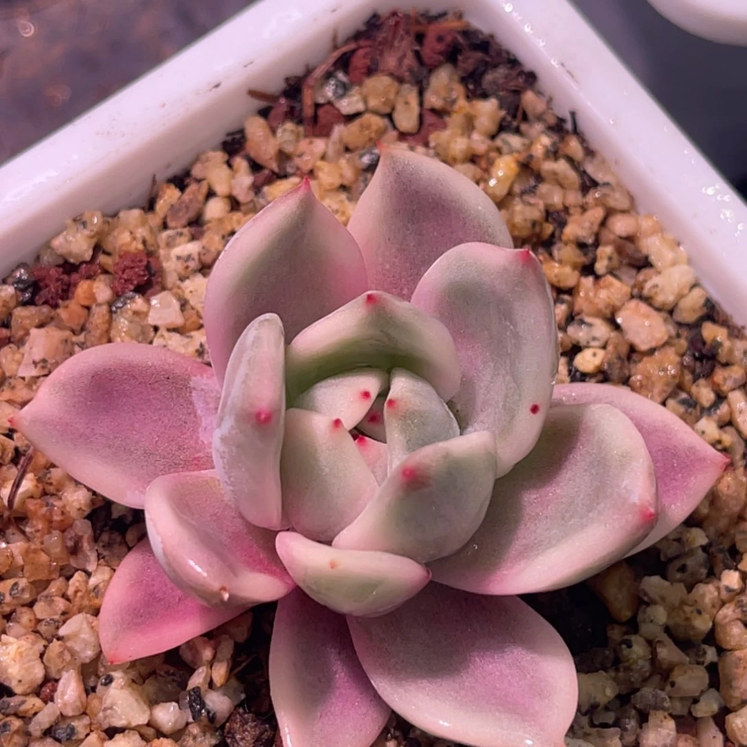 尚品特价紫香槟锦