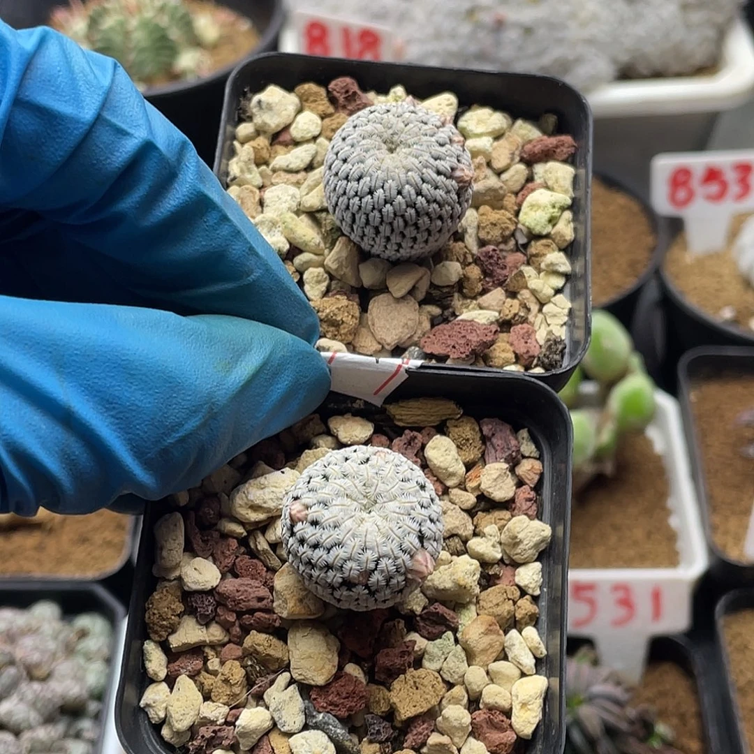 实生两颗白斜子有花苞