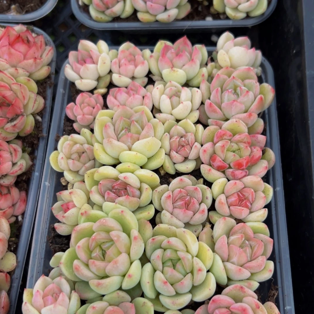 063多肉葡萄的味道是