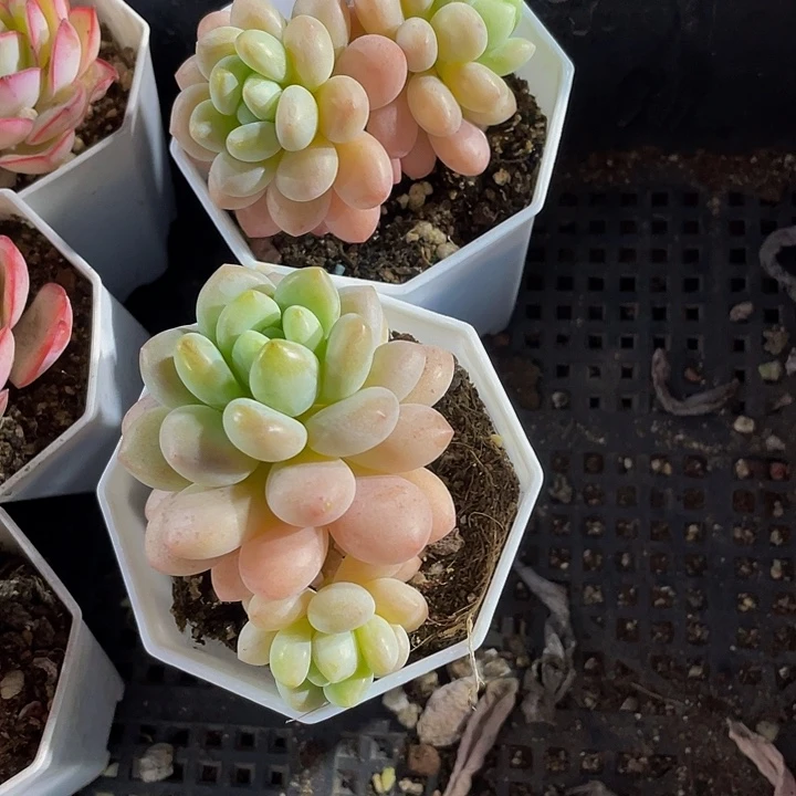 八角盆洛可可带哦土