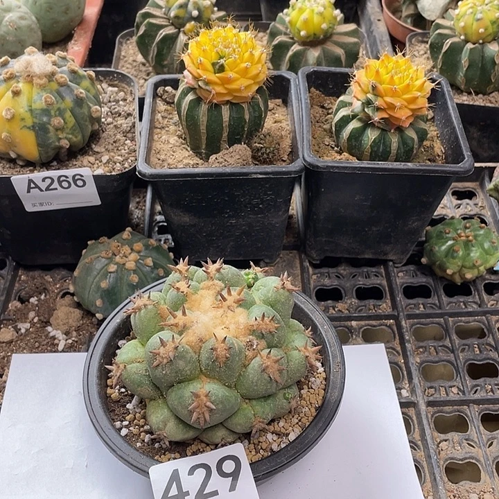 短和次象牙429号仙人球