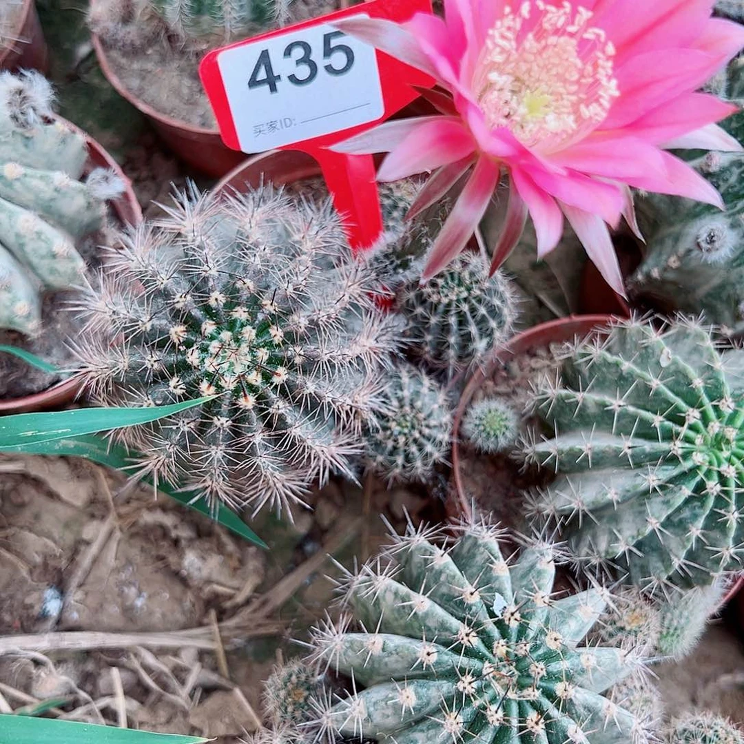 ༺****彩草彩草0000 435