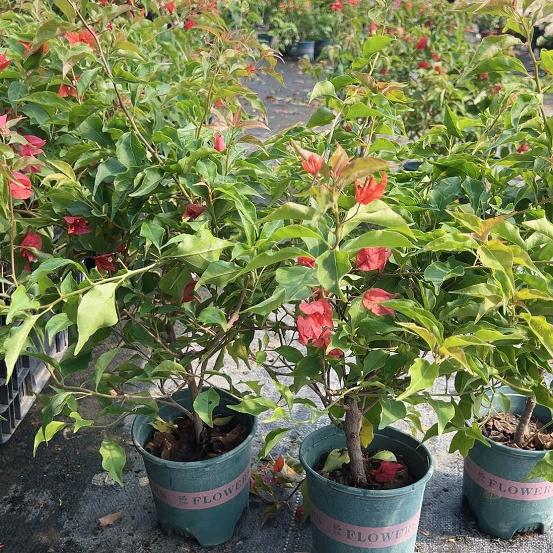 大部分花苞少量开放红桑巴掌中宝一颗