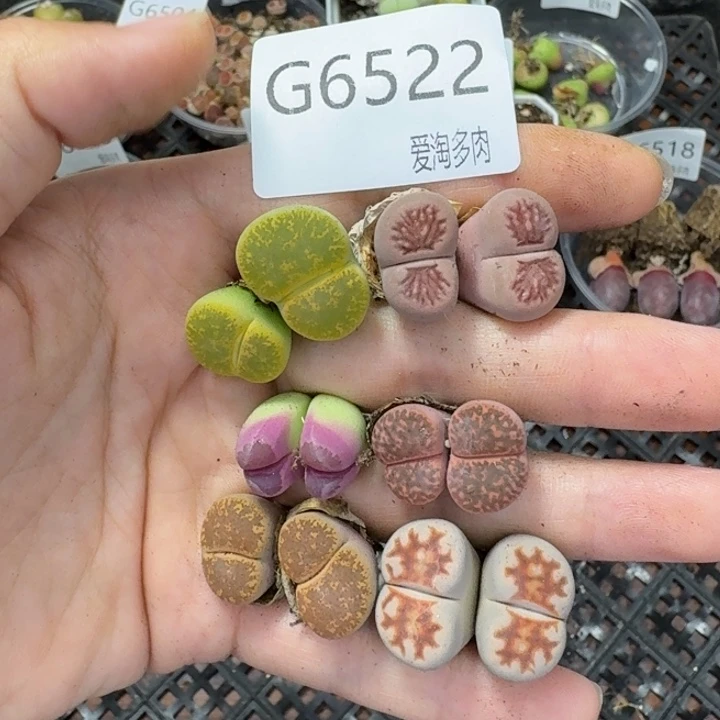 6522-生石花和肉锥