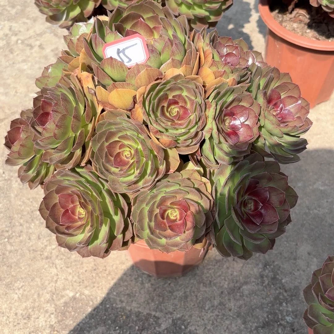 无花朵用****955黑膜多肉植物