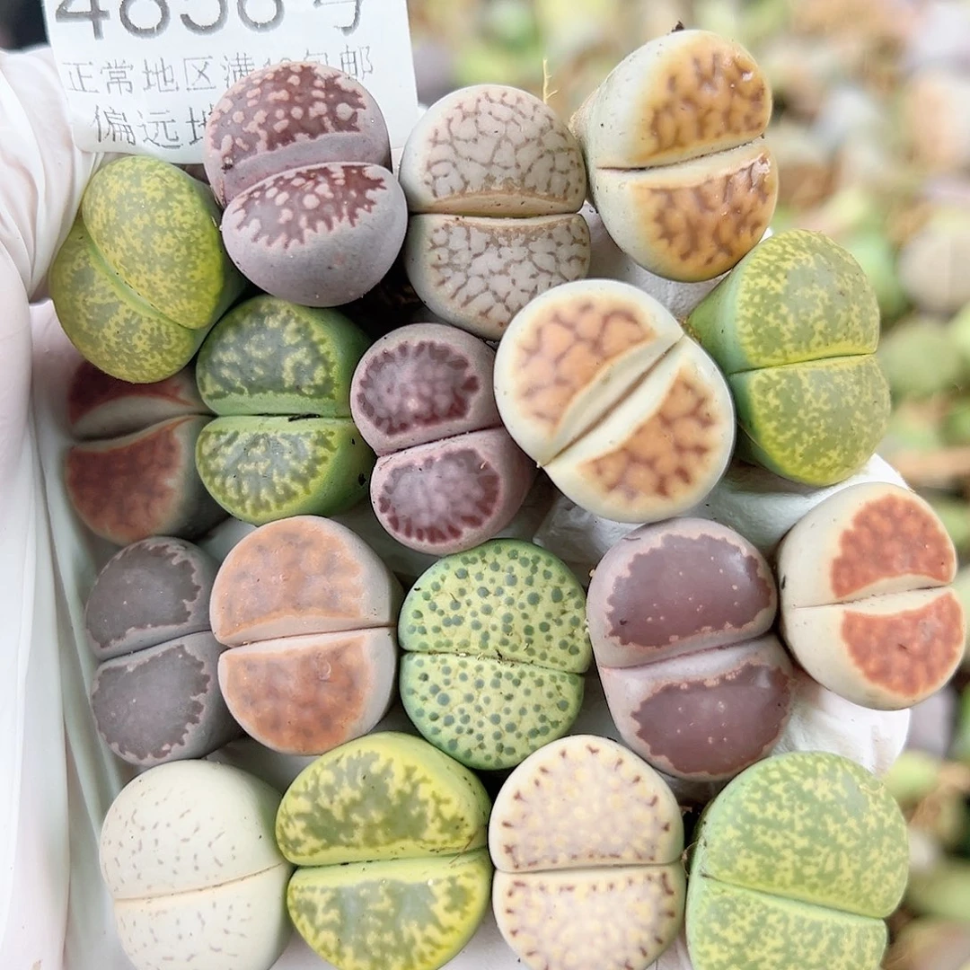 4858 好养易活生石花大母本18个