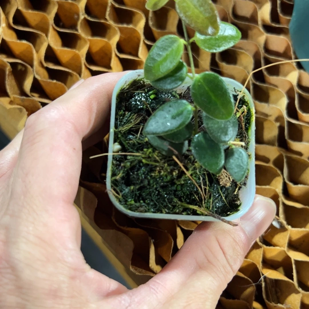 ≧***隅无花朵Im02球兰品种