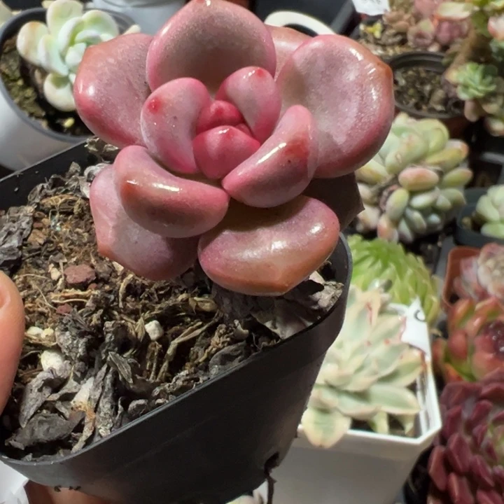 花豹路多肉植物35