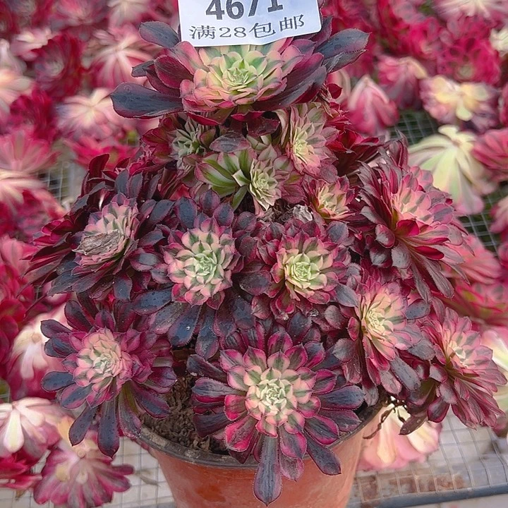 4671老桩红铜白多肉植物