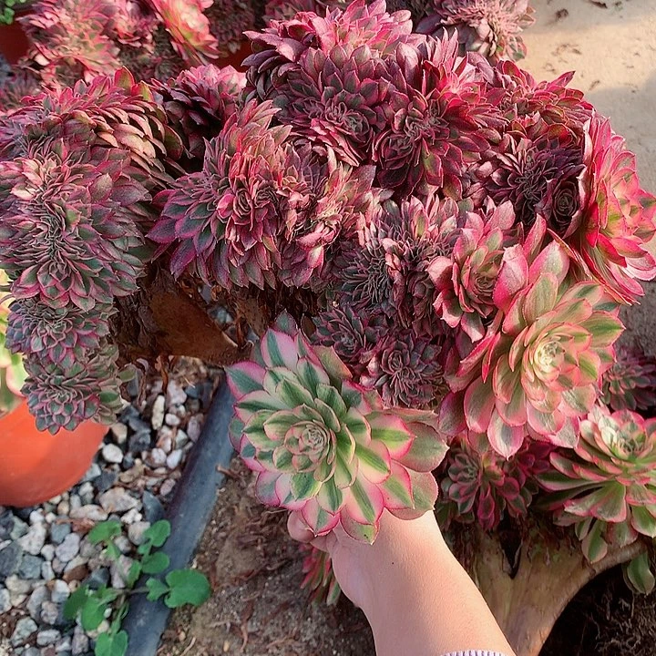 微瑕万白朵朵脱土发货啊