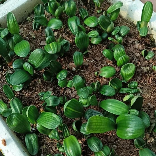 兰**静特色花卉君子兰小苗