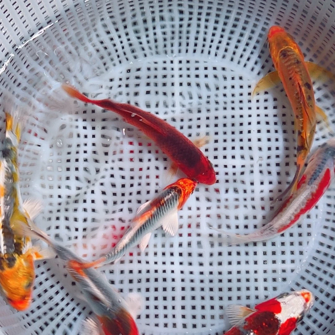 锦鲤锦鲤观赏鱼888