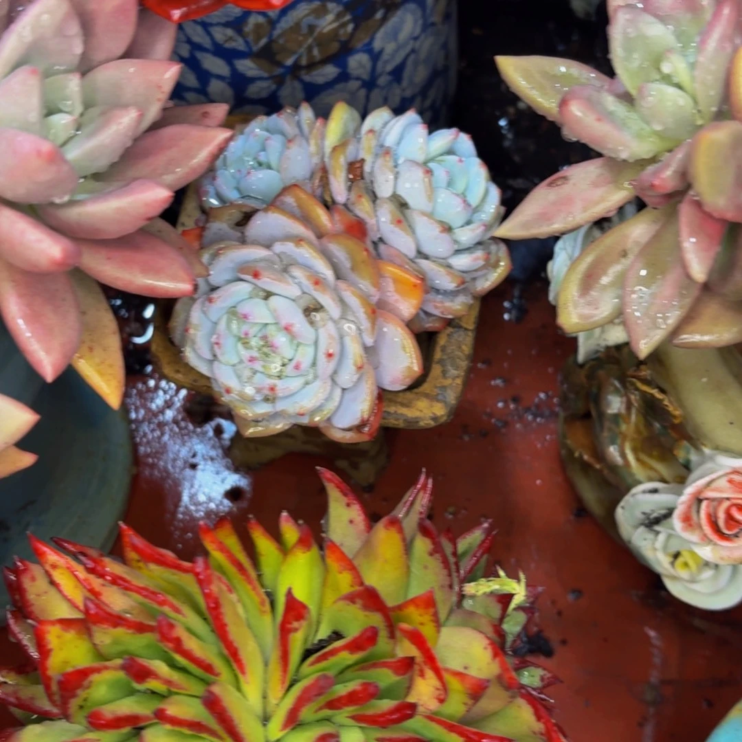 萌***心老桩精品肉肉星影