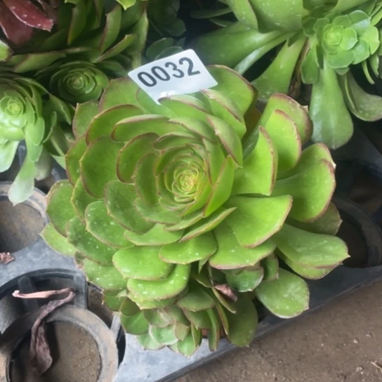 彤**咪多肉法师0032万圣节