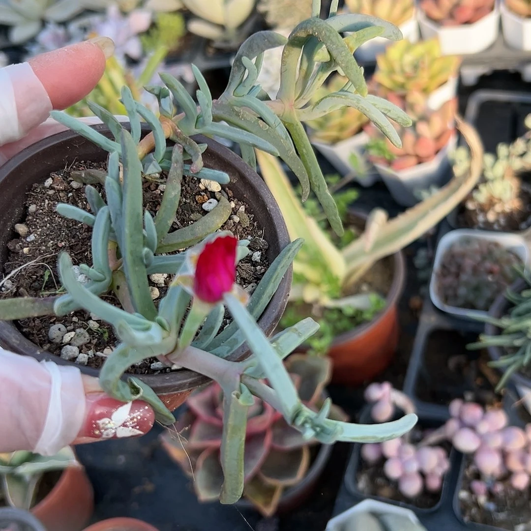 多肉植物橙红花奔龙