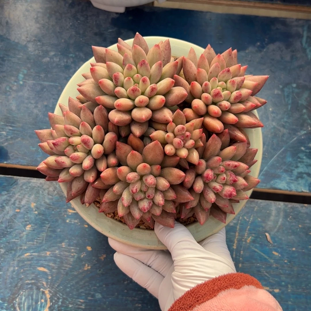 ～***～米其林群生多肉植物
