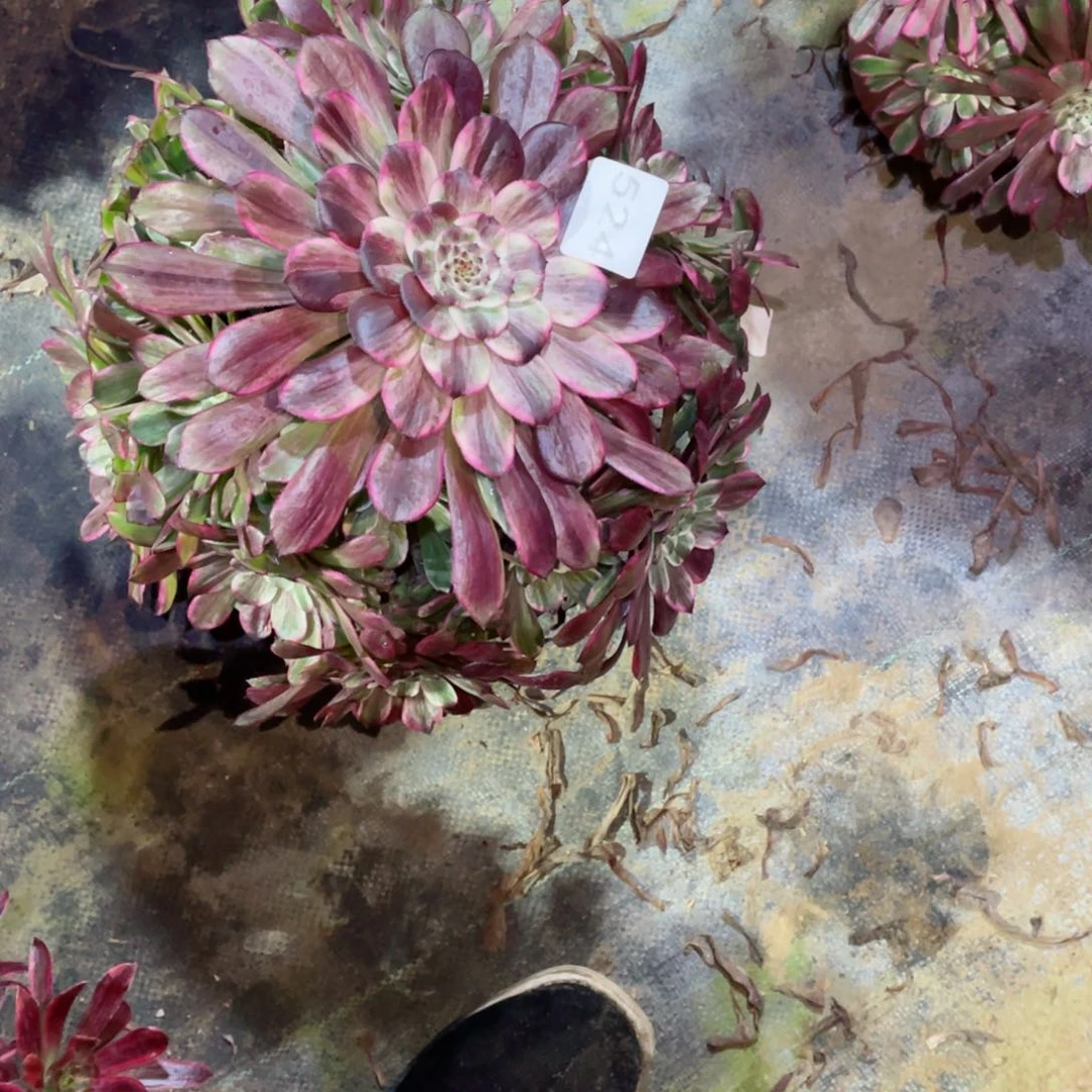 多肉植物水墨画524