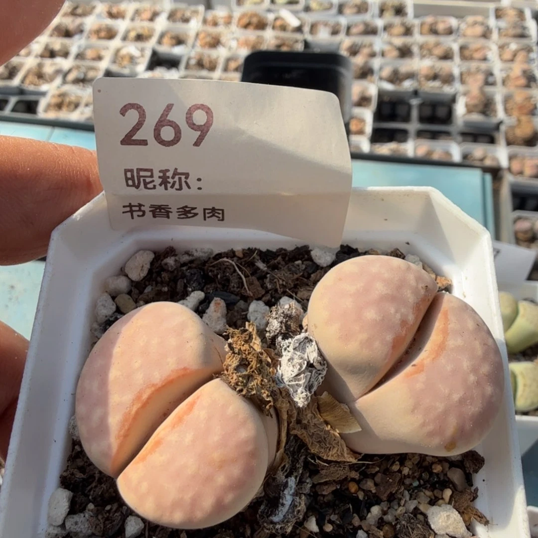 多肉植物多肉植物