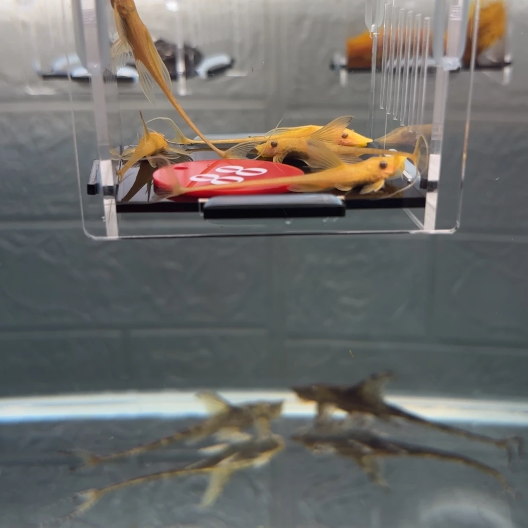 明***天清道夫鱼黄化直升机5条，中通