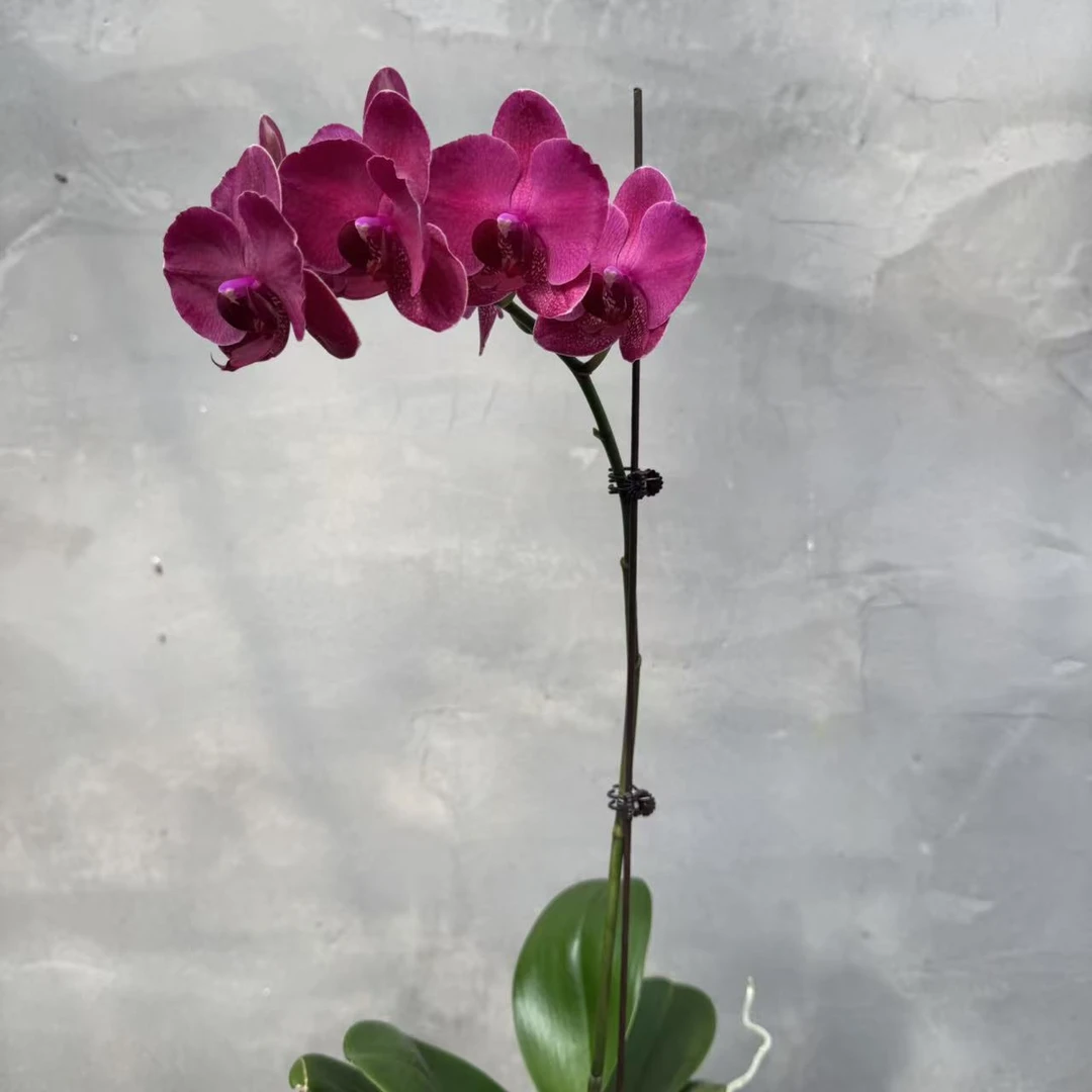 兰博花卉【蒙特勒】3.5寸带花发货