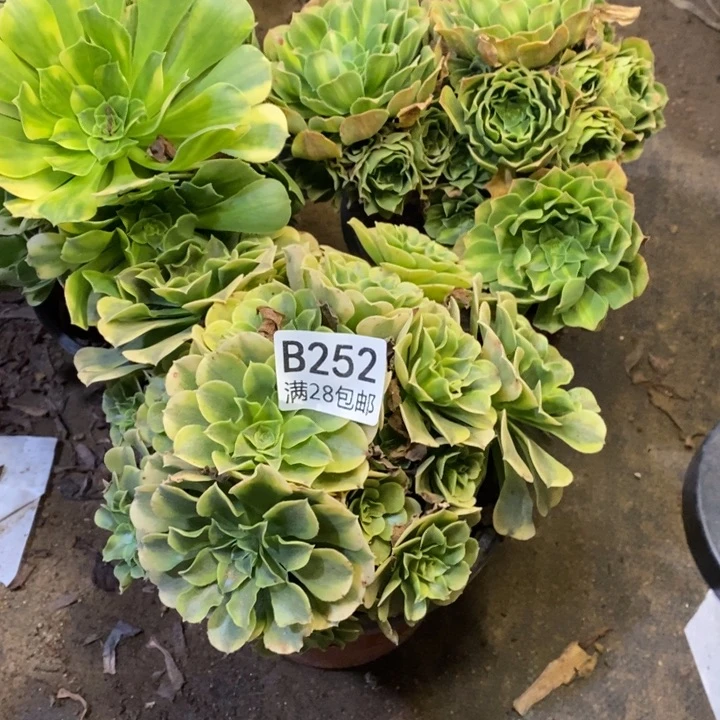 3盆多肉断头不包252