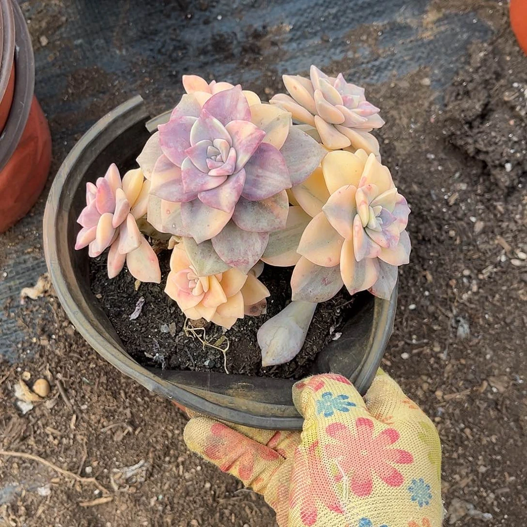 小*蝓多肉植物Z90