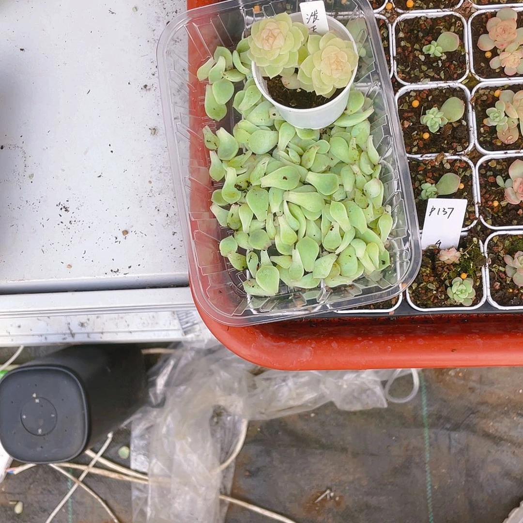 泼天叶子一片一个满25包邮