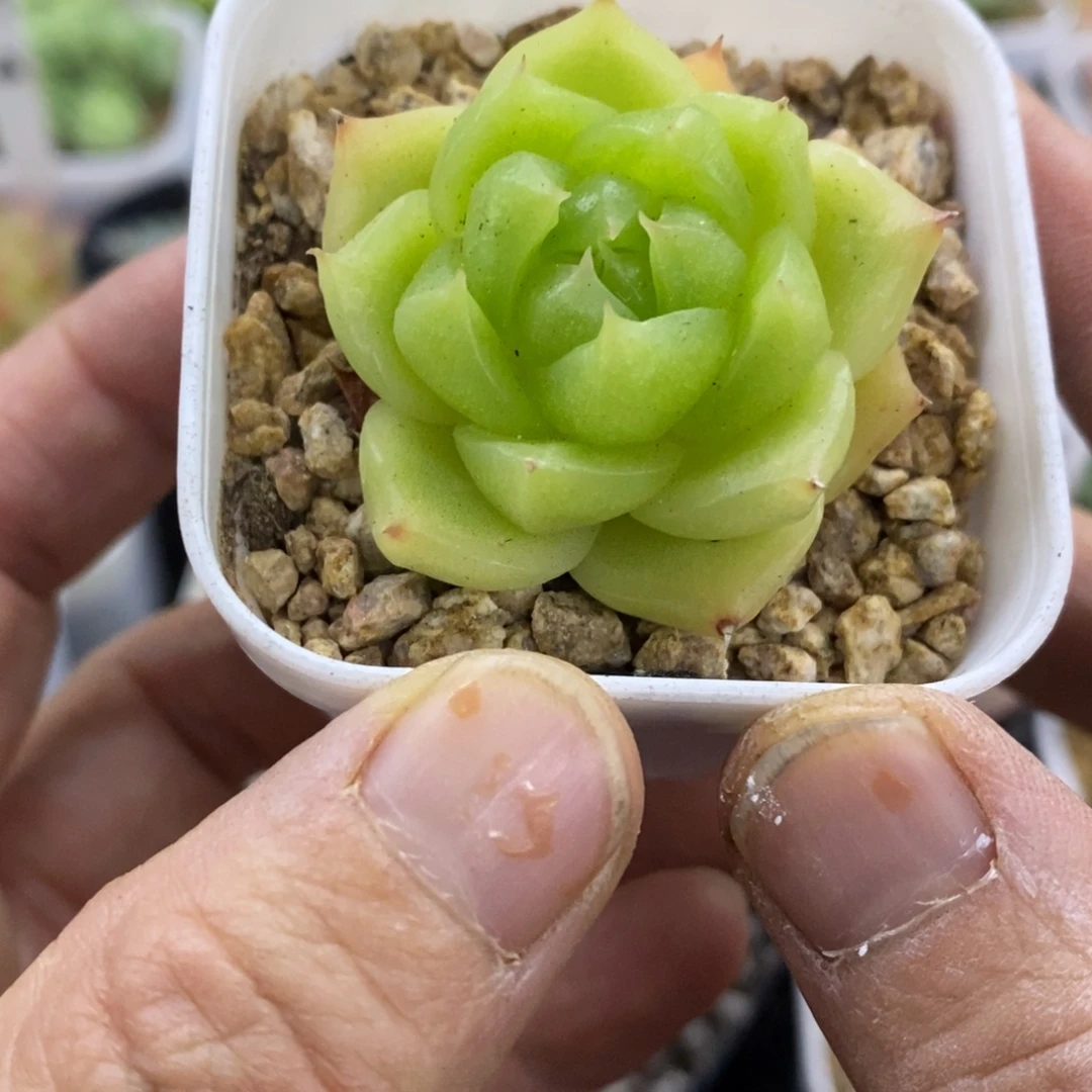精品多肉一物一拍不包整402