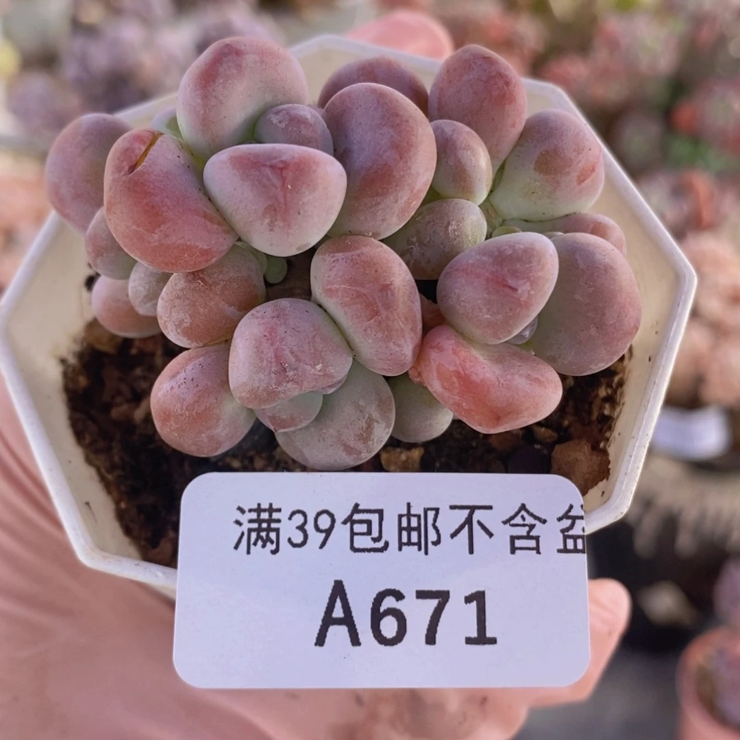 腰子洛神5cm671多肉植物