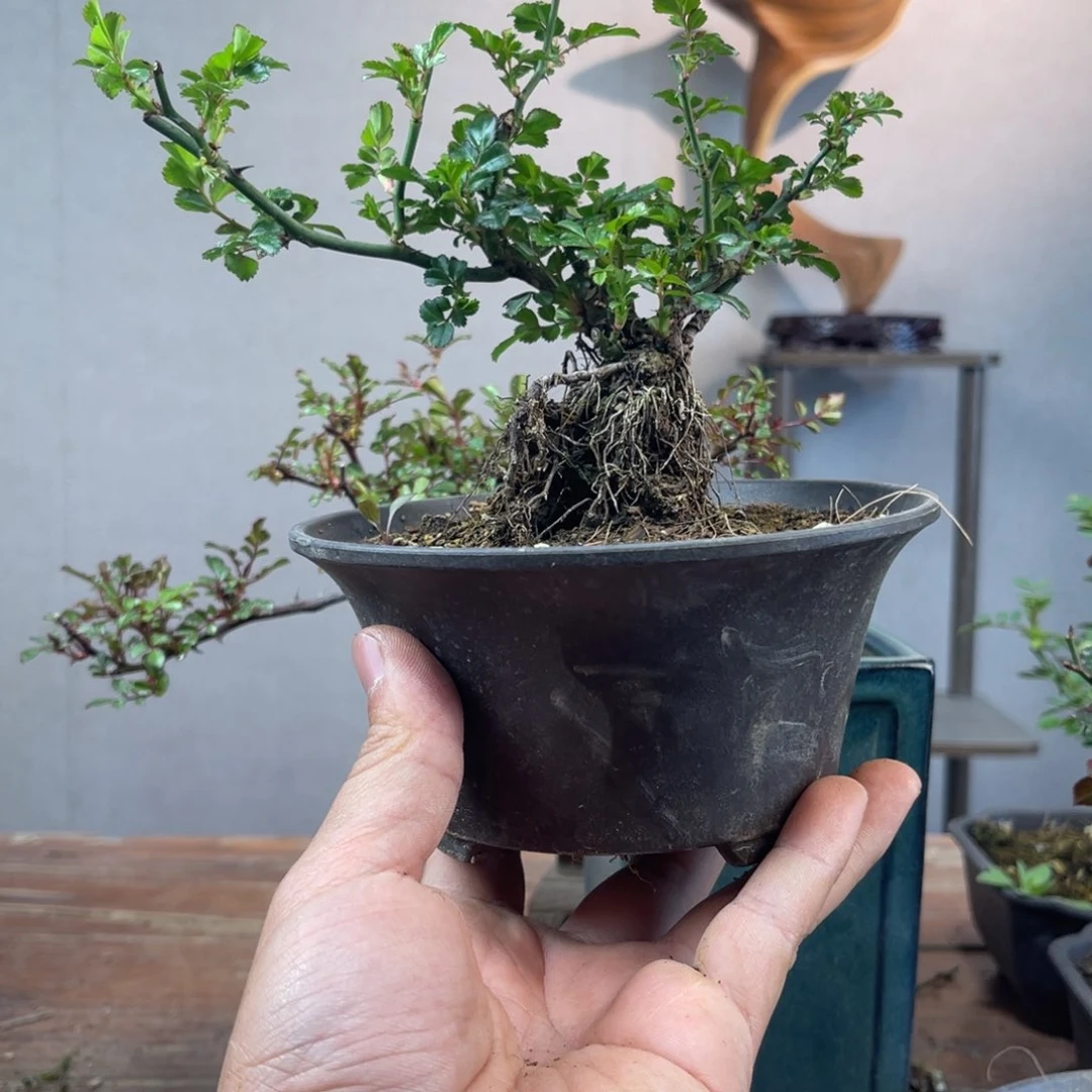 微月季盆景11111?*当