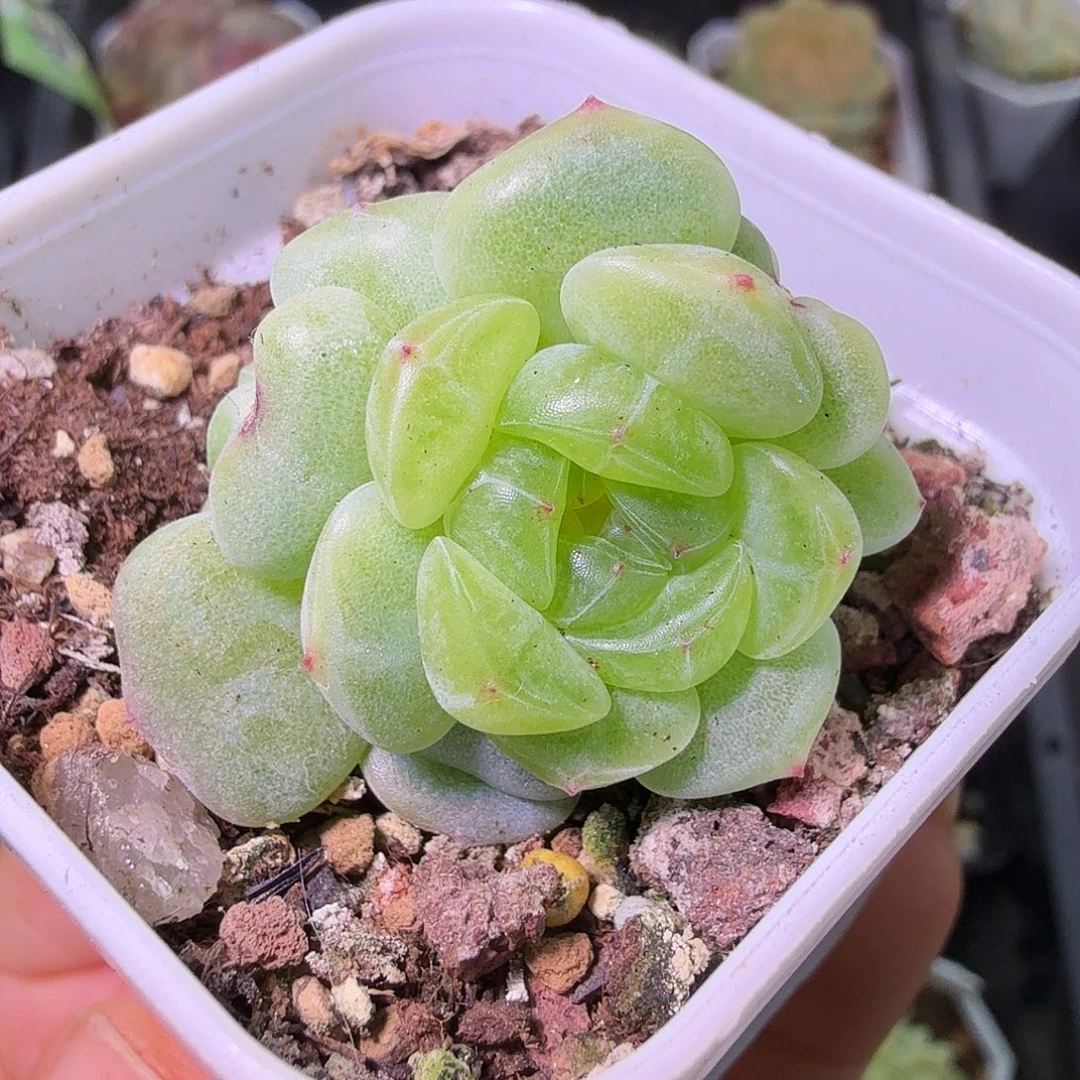 拍款绿透甜心3头特