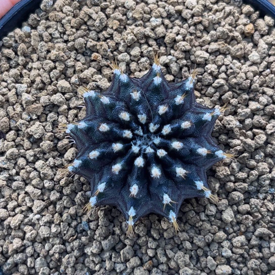 暗黑星际线 米哈仙人球