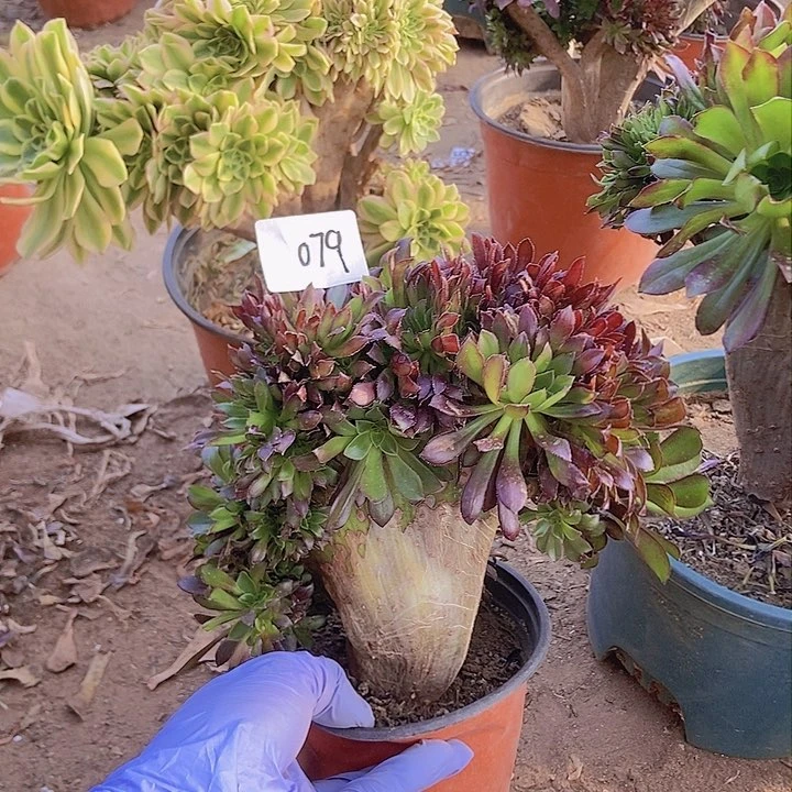 079黑缀化老板子法师缀