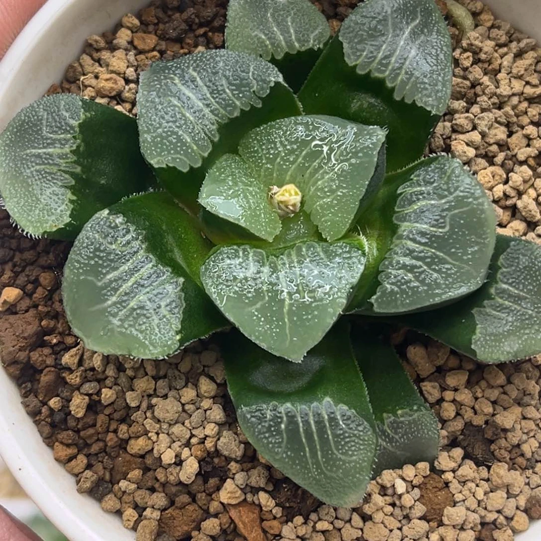 238巨大贝叶克发发发发发发