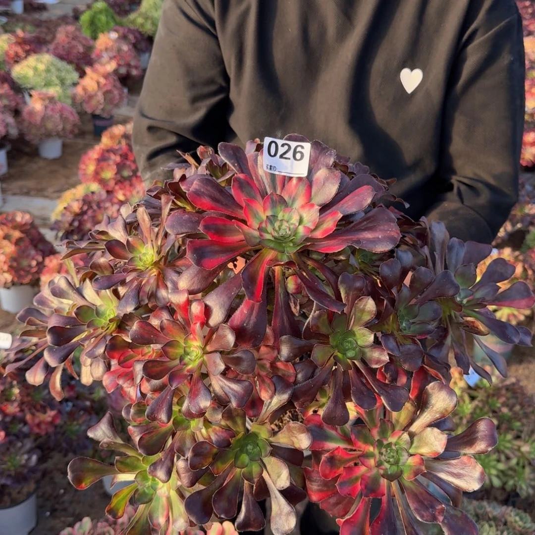 026花蝴蝶多肉植物